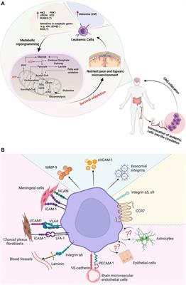 Metabolic Reprogramming and Cell Adhesion in Acute Leukemia Adaptation to the CNS Niche